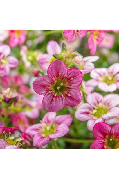 Скельница Арендса Марто Роуз 